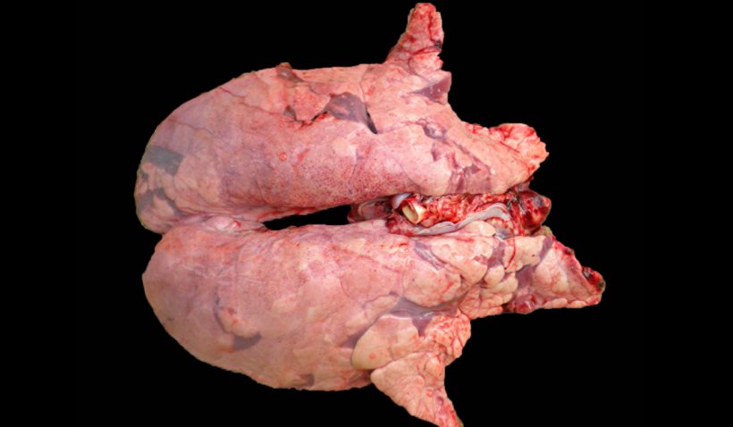 Figure 2. Pig lung co-infected&nbsp;with&nbsp;M. hyopneumoniae and PRRSV. Non -collapsed lung with reddish-brown areas of lesions distributed throughout the parenchyma, typical lesions of PRRS, which&nbsp;at the same time present reddish areas of consolidation in the cranioventral areas, produced by the M. hyopneumoniae infection.
